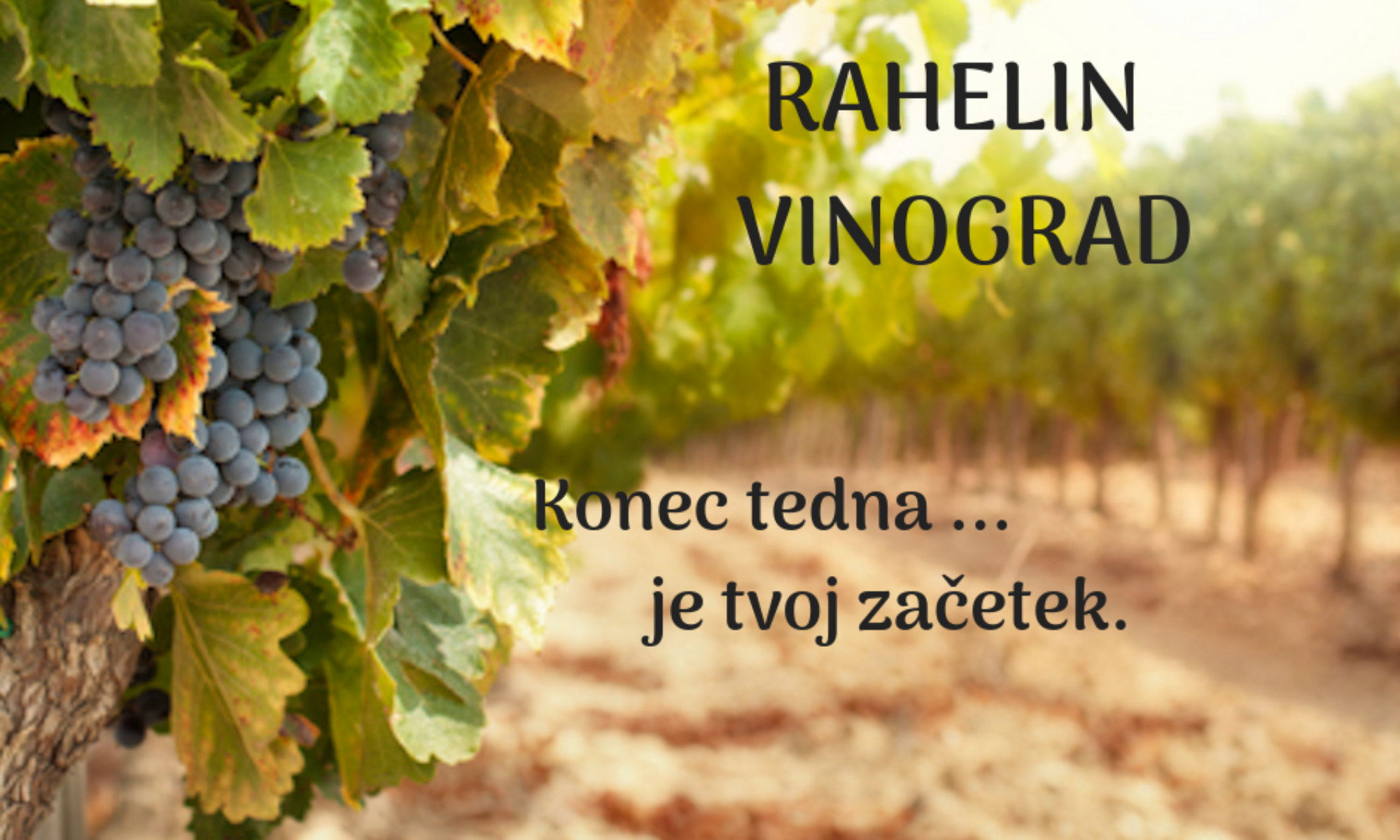 Rahelin vinograd